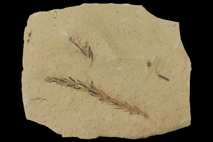 Dawn Redwood (Metasequoia) Fossil - Montana #126630